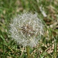 Dandelion3.jpg