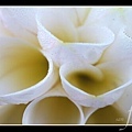 Macro Flower-1.jpg