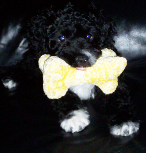 Puppy MeiTan-2.jpg