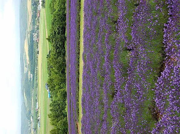 FLOWER LAND