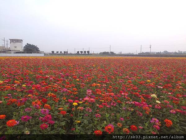 花海