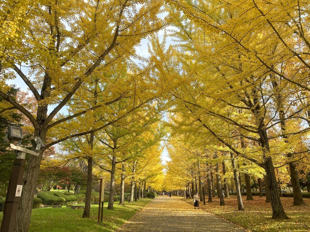 日本自由行 秋遊東北 四 蔵王溫泉 山寺 山形縣綜合運動公園銀杏大道 奶瓶 痞客邦