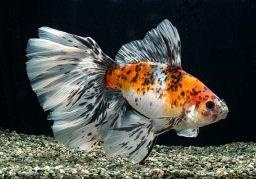 金魚 朱文錦 Jpg Skb的相簿 痞客邦pixnet 金魚 朱文錦 Jpg Skb的相簿 痞客邦pixnet