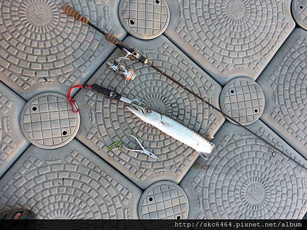 咬梭1.jpg 咬梭1.jpg