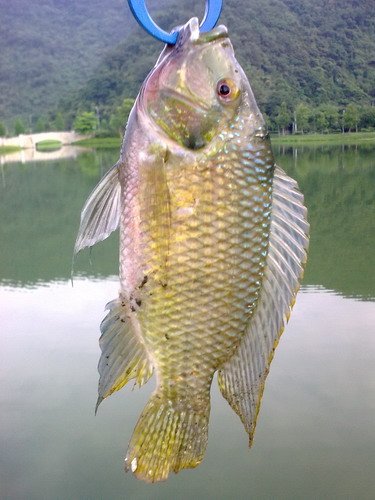 吉利吳郭魚.jpg