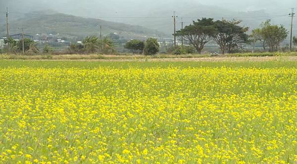 油菜花田