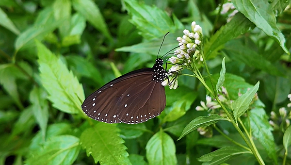 年代『點亮新臺灣』高雄市茂林區萬山社區發展協會—探尋曙光之地