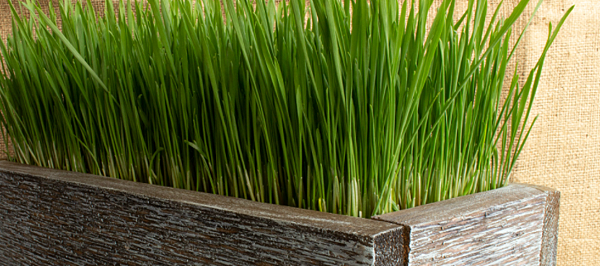 wheatgrass lotion.png wheatgrass lotion.png