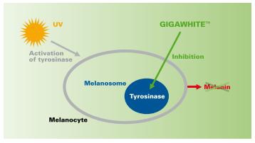 gigawhite-1 gigawhite-1