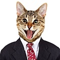 cats-politics-TN.jpg