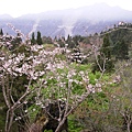 山櫻花