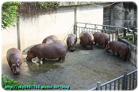 帶勇之助逛動物園73-2009.10.26.JPG