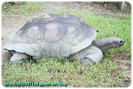 帶勇之助逛動物園78-2009.10.26.JPG