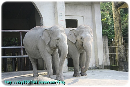 帶勇之助逛動物園64-2009.10.26.JPG