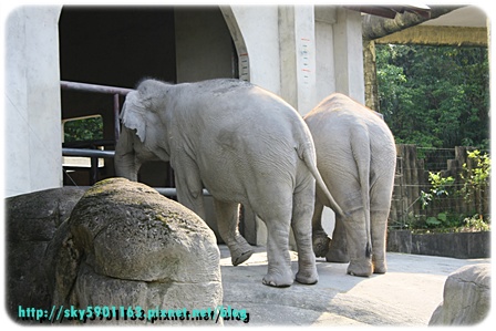 帶勇之助逛動物園62-2009.10.26.JPG