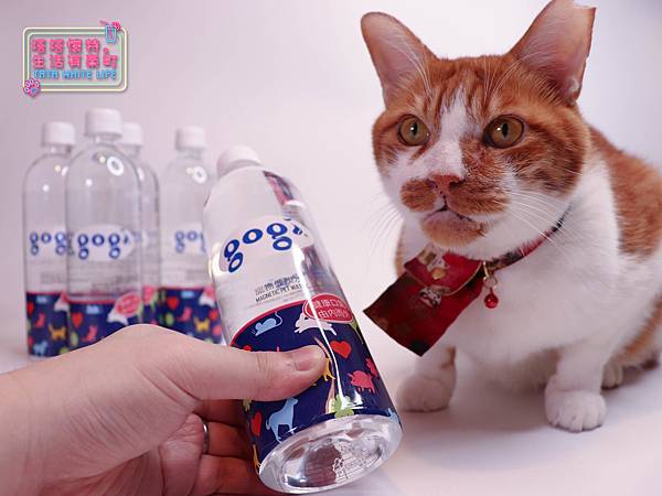【好物開箱】Gogi water寵物健康水：寵物飲水推薦，貓咪狗狗都適合！寵物水，給親愛的毛小孩最健康的呵護-5886.jpg