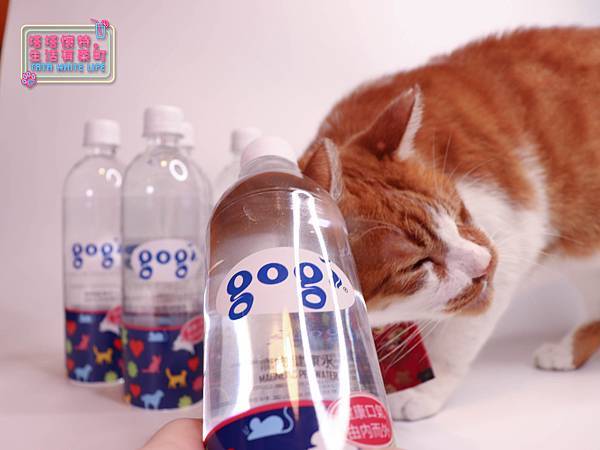 【好物開箱】Gogi water寵物健康水：寵物飲水推薦，貓咪狗狗都適合！寵物水，給親愛的毛小孩最健康的呵護-5887.jpg