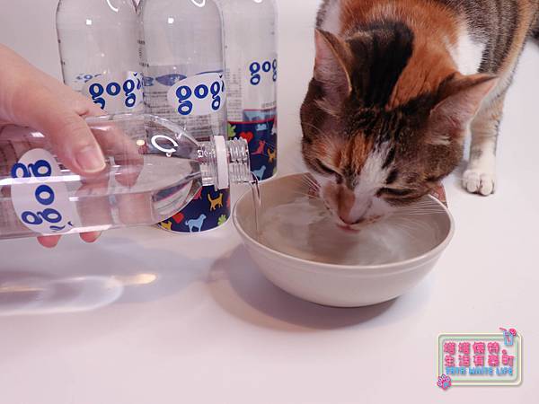 【好物開箱】Gogi water寵物健康水：寵物飲水推薦，貓咪狗狗都適合！寵物水，給親愛的毛小孩最健康的呵護-5899.jpg