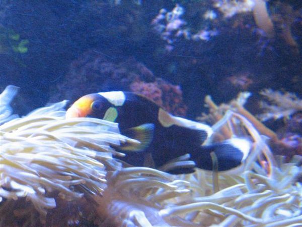 小丑魚~~與海葵