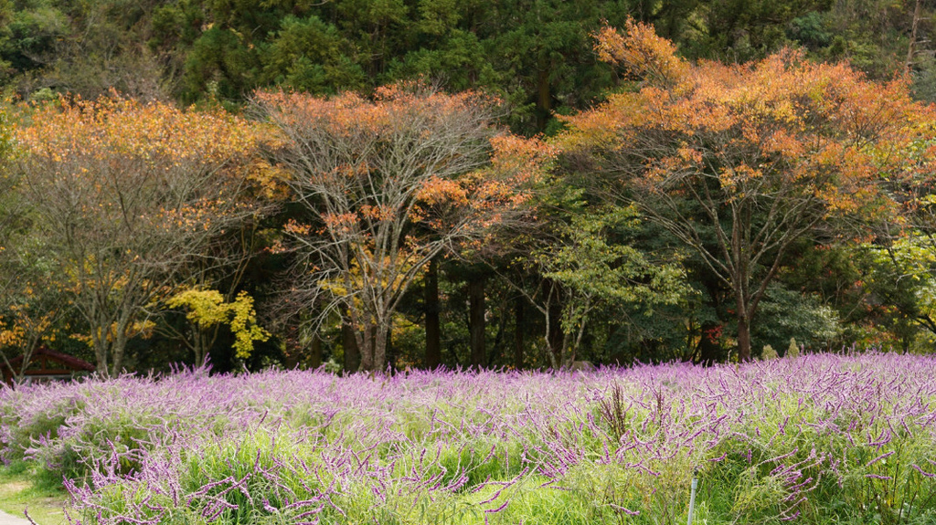 5bf253985fe10.jpg 5bf253985fe10.jpg