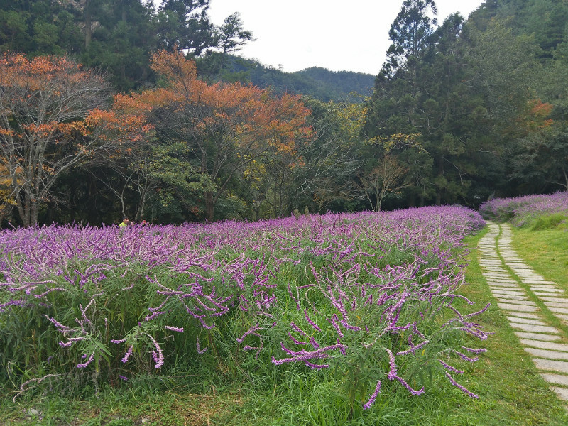 5bf2646666a74.jpg 5bf2646666a74.jpg