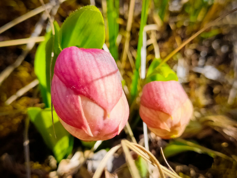 60addcb06f7c8.jpg 60addcb06f7c8.jpg