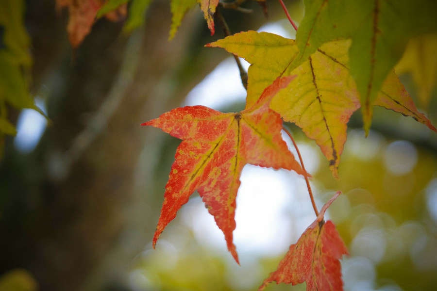 5be67ecc9ec44.jpg 5be67ecc9ec44.jpg