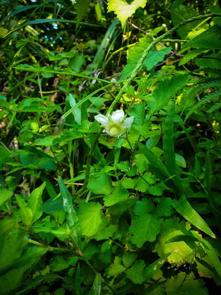 5caed9c6daf42.jpg 5caed9c6daf42.jpg