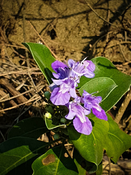 5caed9ff30a13.jpg 5caed9ff30a13.jpg