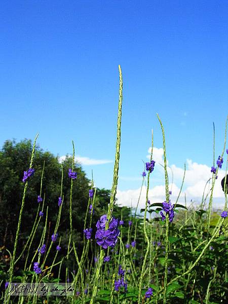 2010-08-15-八卦山-D34.jpg