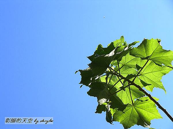 2010-08-10-彰師的天空-D29.jpg