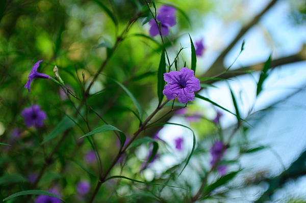 花