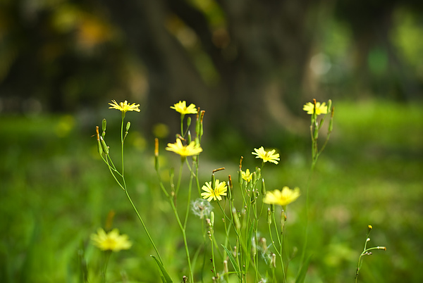 花