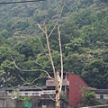 DSC02962_大小 .JPG