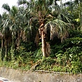 住家路旁棕櫚樹.jpg