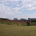 清華大學台積館前大草坪上也有櫻花林...DSC07345