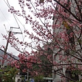 DSC01294