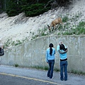 Yellowstone-Canyon 108.jpg