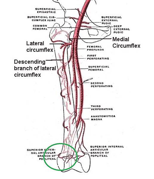 vessel anatomy knee.JPG