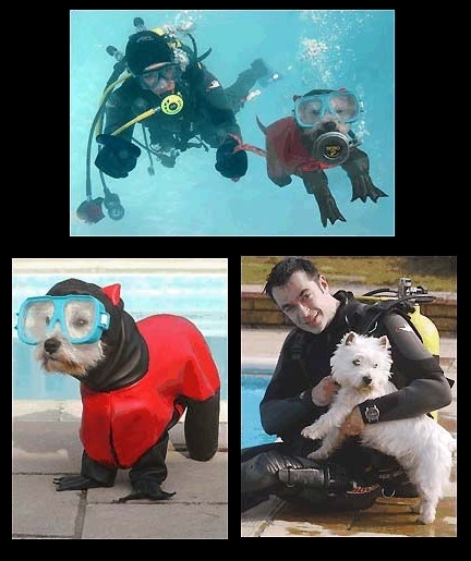 會潛水的狗