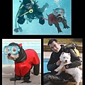 會潛水的狗