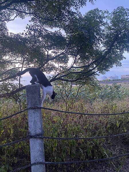 【淡水沙侖】淡水老街、渡淪、沙侖海灘 走走 @捷運淡水站