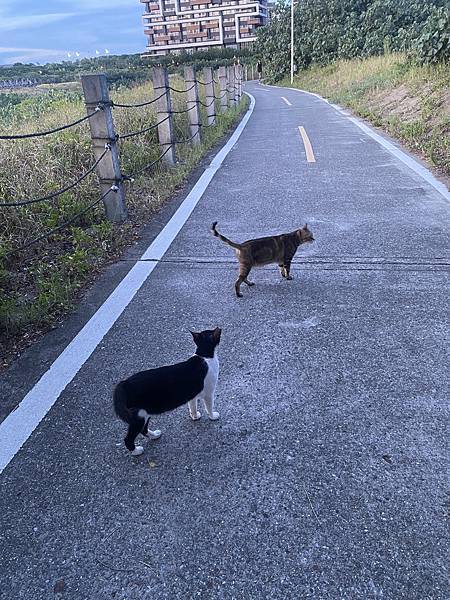 【淡水沙侖】淡水老街、渡淪、沙侖海灘 走走 @捷運淡水站