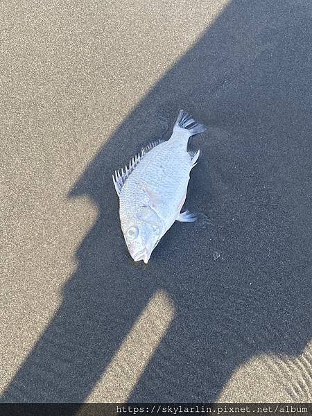 【漁光島】 【漁光島】