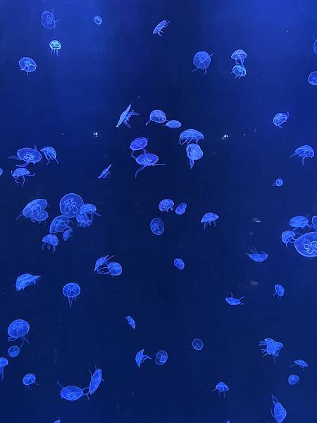 【台中海洋生物館】 【台中海洋生物館】