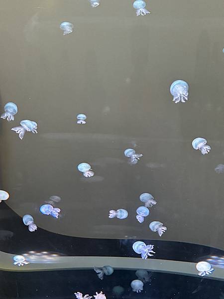 【台中海洋生物館】 【台中海洋生物館】