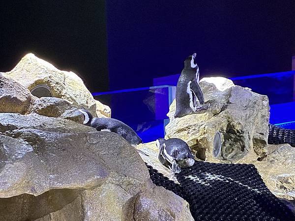 【台中海洋生物館】 【台中海洋生物館】