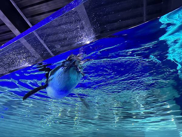 【台中海洋生物館】開箱文進行中 【台中海洋生物館】開箱文進行中