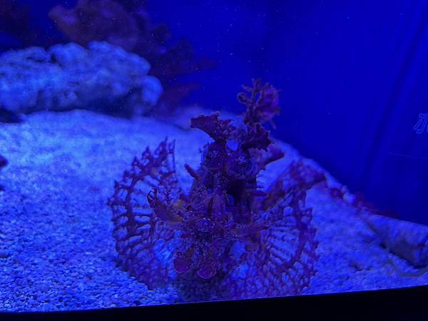 【台中海洋生物館】開箱文進行中 【台中海洋生物館】開箱文進行中