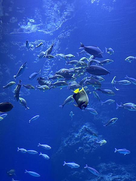 【台中海洋生物館】開箱文進行中 【台中海洋生物館】開箱文進行中